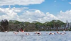 Lake Naivasha Boat & Crescent Island
