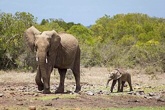 Ol Pejeta Conservancy