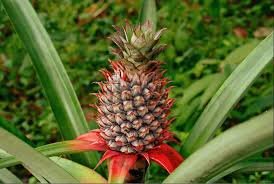 Pineapple Farm Kilifi
